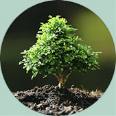 Eruca Technologies tree